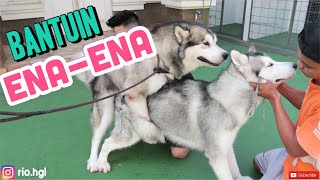 CARA MENGAWINKAN ANJINGPACAK MISCHA ALASKAN MALAMUTE [upl. by Assert]