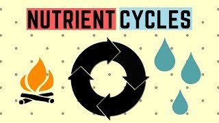 IGCSE BIOLOGY REVISION Syllabus 20  Nutrient Cycles [upl. by Hazen]