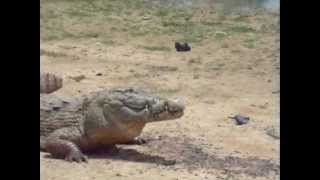 Crocodile Eats Live Chicken [upl. by Deloris]