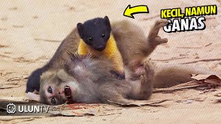 TOP 10 Momen Brutal Martens Ketika Membunuh dan Memakan mangsanya [upl. by Marchal]