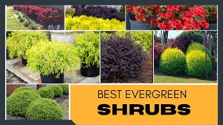 Best Evergreen Shrubs for Home Garden  Foundation Plants  Garden Shrubs  Shrubs for Landscaping [upl. by Nodle]