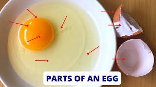 PARTS OF AN EGG  Parts of an Egg and their Functions  Science Lesson [upl. by Eimareg340]