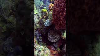 Scuba diving West Bay Roatan Honduras [upl. by Ylerebmik]