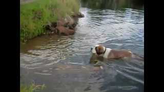 Welpen schwimmen Germanischer Bärenhund [upl. by Ordnas]