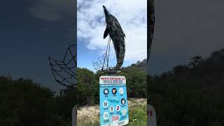 The “black” 🐬 🗑️ sculpture at Bennetts Beach and Broughton Island HawksNest shorts [upl. by Boaten]