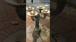 Wheres the quotBubblerquot Quick History of Drinking Fountains  Marcs Misc Short [upl. by Enayr]