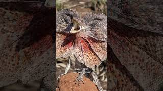 Frilled Dragon  Extraordinary Master of Defense shorts animals [upl. by Calla]