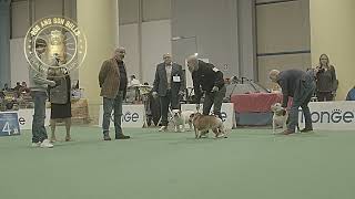 Special Varese italy 2024  Bulldog  Open male [upl. by Claudie97]