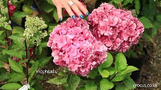 Which hydrangea should I choose [upl. by Nichy]