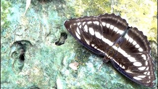 20240916  社頂自然公園  異紋帶蛺蝶 Athyma selenophora laela 雌 [upl. by Abbe]