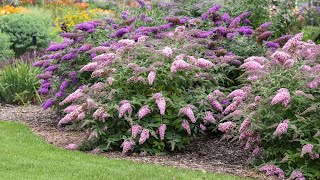 Buddleia Collection Comparison  Walters Gardens [upl. by Justinn]