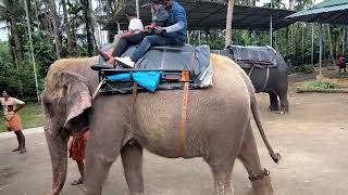 Elephant  Kumily  Kerala  India Video 39 shailpoints travel funvacation elephant photography [upl. by Maddocks]