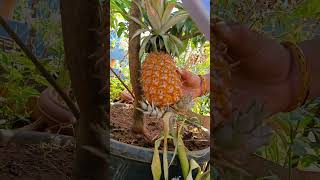 pineapple in terrace shorts ytshorts gardening [upl. by Livia]