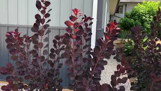 WINECRAFT BLACK® Cotinus  wwwgardencrossingscom [upl. by Ttenna]