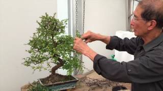 How to Prune a Chinese Elm Bonsai Tree EASY  Peter Chan [upl. by Jary]