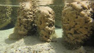 What are Stromatolites [upl. by Krenek]