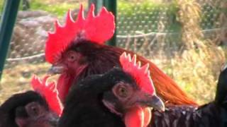 Poule de race  Marans [upl. by Erle881]