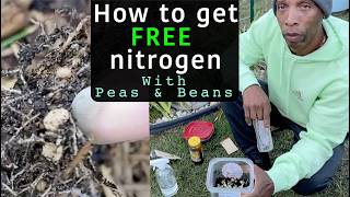 How to get free nitrogen growing Peas amp Beans garden gardening [upl. by Ennaid]