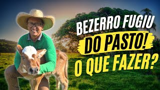 FAZENDAG3  BEZERRO FUGIU DO PASTO O QUE DEVO FAZER [upl. by Acacia339]