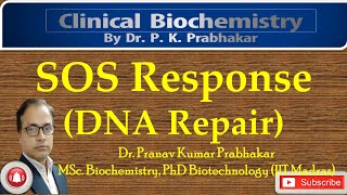 SOS Response Mechanism [upl. by Novyert]