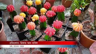 ব্রাহ্মণবাড়িয়ায় দশ দিনের বৃক্ষমেলা  Brahmanbaria  Tree Fair  Deepto News [upl. by Tryck]