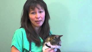 Hyperthyroidism in cats  Dr Justine Lee [upl. by Fitzsimmons]