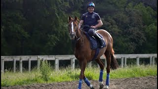 Stradivarius  Royal Ascot immortality awaits [upl. by Chesna14]