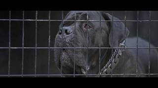 Tokara Tambo Guardian Boerboels [upl. by Crandall]