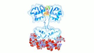 Tetrameric cdiGMP Mediates BldD Dimerization [upl. by Rurik]