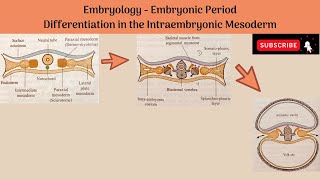 Differentiation of Intraembryonic Mesoderm  Paraxial Mesoderm Intermediate Mesoderm Lateral Plate [upl. by Ailema]