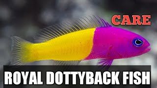 ROYAL DOTTYBACK FISH CARE HINDI URDU [upl. by Dian866]