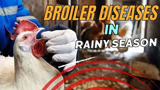 Common Poultry Diseases in Rainy Season  Causes and Prevention [upl. by Pennington526]