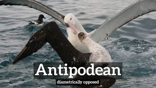 How Does Antipodean Look  What is Antipodean  How to Say Antipodean in English [upl. by Esimaj]