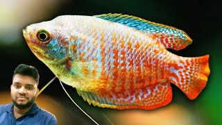 Beautiful Dwarf gourami fish 🐟 tank decoration idea  relaxing video  full hd  gourami fish [upl. by Studley310]