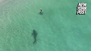 Tiger shark charges unsuspecting swimmer in chilling drone video  New York Post [upl. by Klepac]