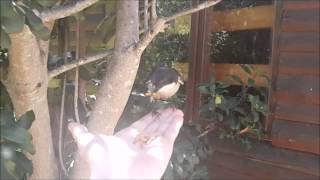 Resident Fiscal shrike Lanius collaris eating from hand [upl. by Leidgam142]