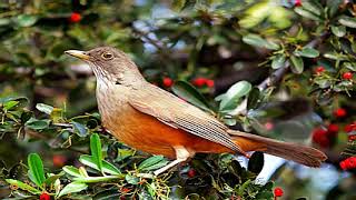 ♫ Zorzal Colorado  Turdus Rufiventris  Chalchalero ஜ [upl. by Alraep]