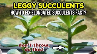 HOW TO FIX A LEGGY OR STRETCHED SUCCULENT Fast and easy way • Succulent Care Tips 다육식물 多肉植物 [upl. by Schurman500]