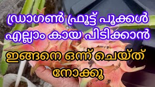 ഡ്രാഗൺ ഫ്രൂട്ട് പൂക്കൾ എല്ലാം കായ പിടിക്കാൻdragon fruit growing malayalam [upl. by Lhary]