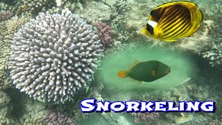 Snorkeling  Hotel Brayka Bay Marsa Alam  Egipt [upl. by Aleet]