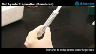 Cell Lysate Preparation Denatured [upl. by Benni]