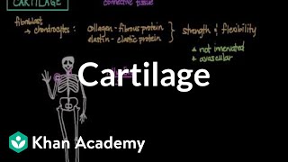 Cartilage  Muscularskeletal system physiology  NCLEXRN  Khan Academy [upl. by Coltin]