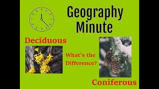 What are the differences between Deciduous and Coniferous trees [upl. by Purington163]