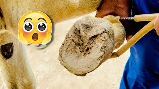 Donkey Hoof Repairing  Donkey Hoof Compilation  Hoof Trimming [upl. by Scales350]