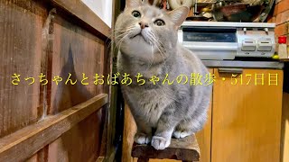 2024316土 おばあちゃんと集会所までは一緒に行って あとはひとりで遊んで帰る猫…【さっちゃんとおばあちゃんの散歩・517日目】①〜②➕・・・ [upl. by Emmer]