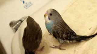 Finch loves baby budgie [upl. by Bambie]