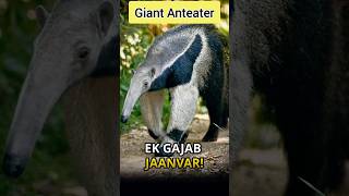 WILD Anteaters EXPOSED shorts facts [upl. by Aseen]