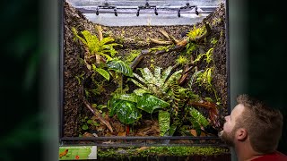 Creating a MASSIVE Poison Frog Vivarium [upl. by Canotas]