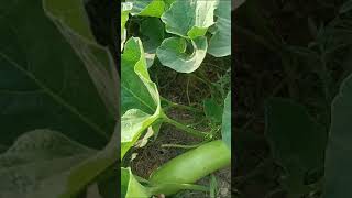 Bel wali sabjiyanplants gardenplants garden youtubeshorts [upl. by Buddy832]