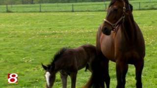 Indiana Born Harness Racing [upl. by Shien]